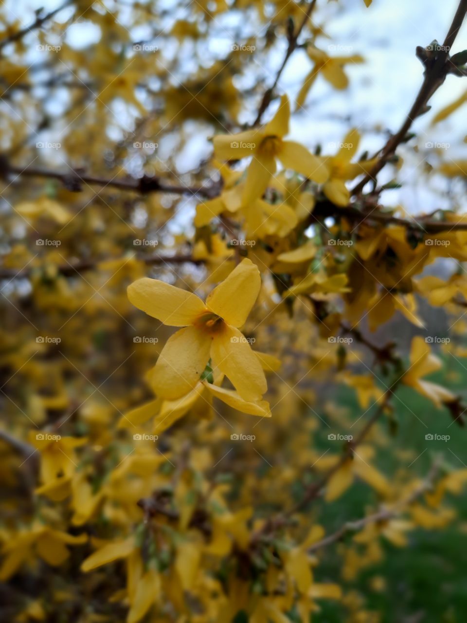 blooming forsythia with close-up of yellow flowers