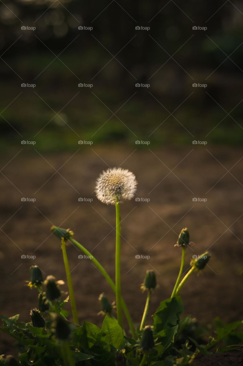 The morning light falling on a dandelion is a treat to your eyes. Spring time dandelion