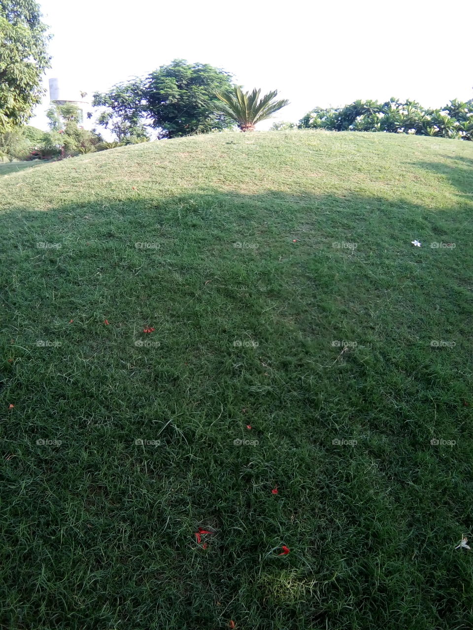 beautiful sight in a garden