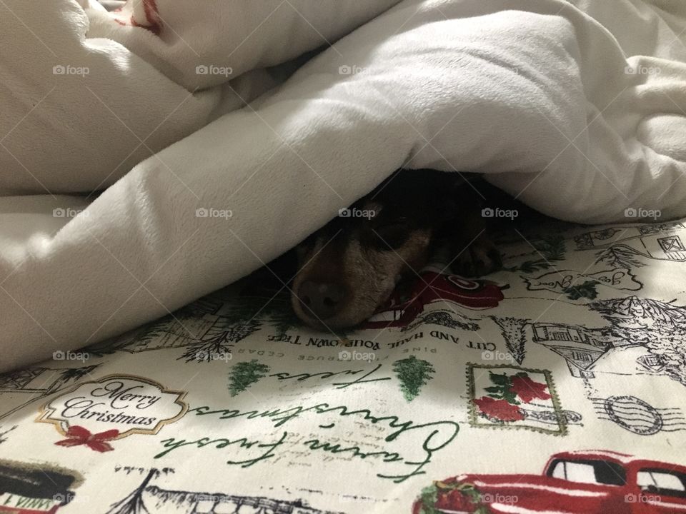Baby it’s cold outside….so I have to steal all the blankets. 