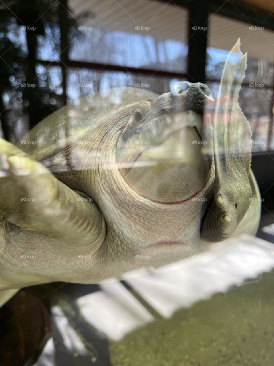 Turtle with elephant nose