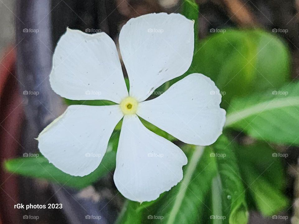 vinca white