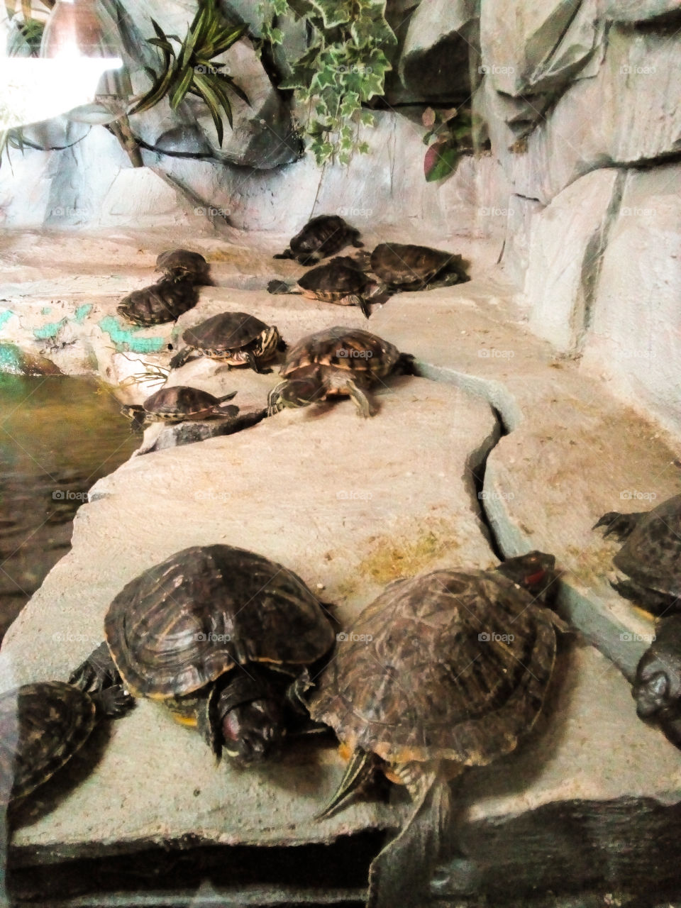 Turtles