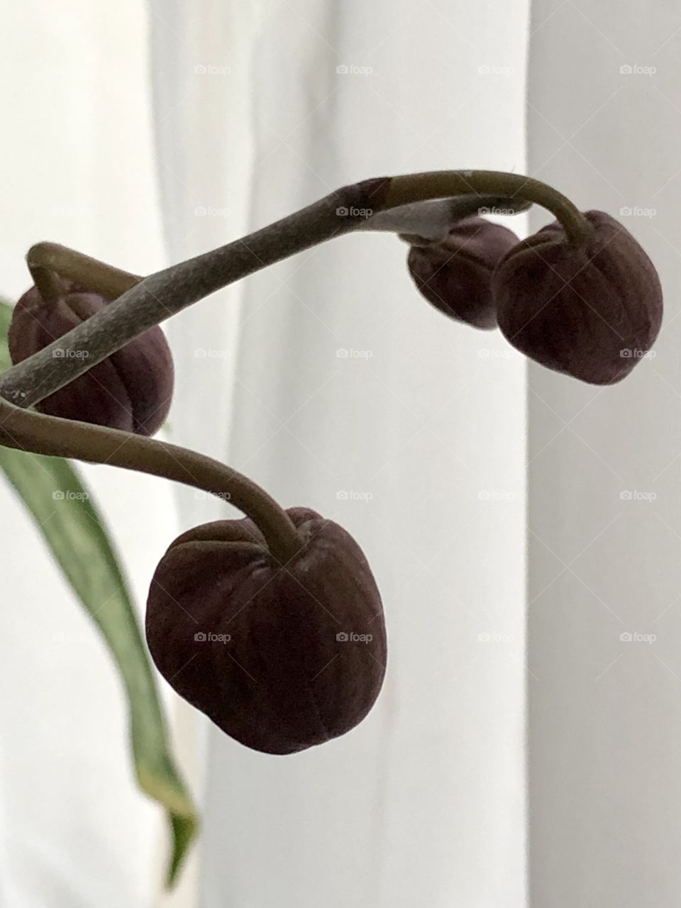 Orchid buds