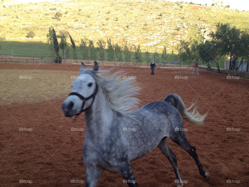 spring white forest horse by a.bilbaisi