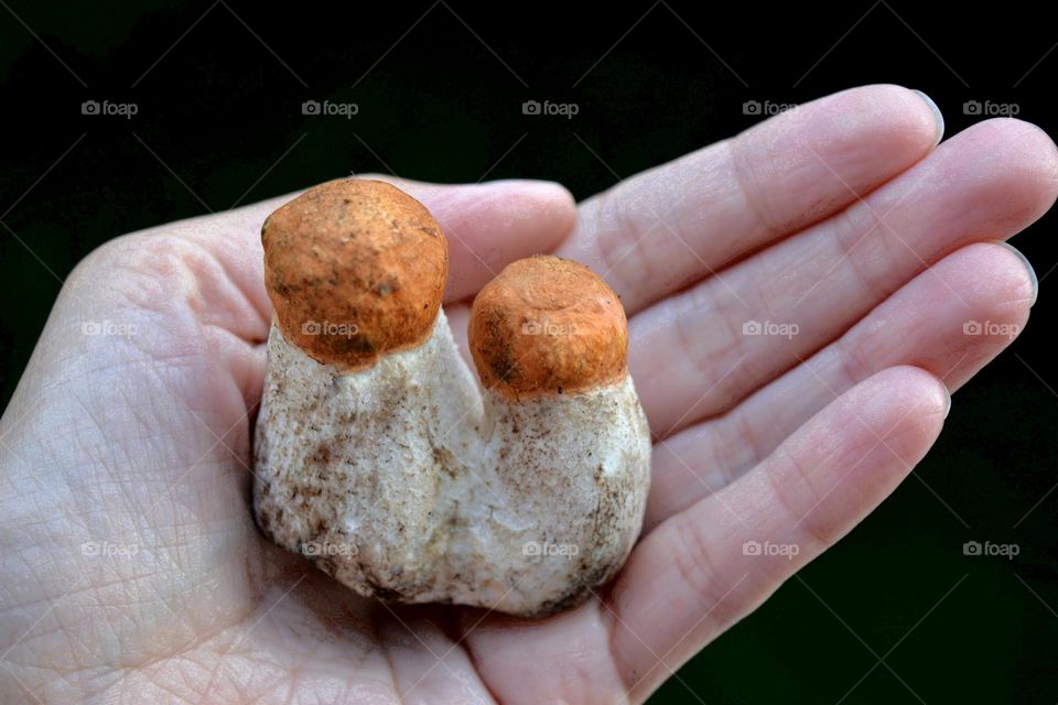 mushroom in the hand close up, love earth