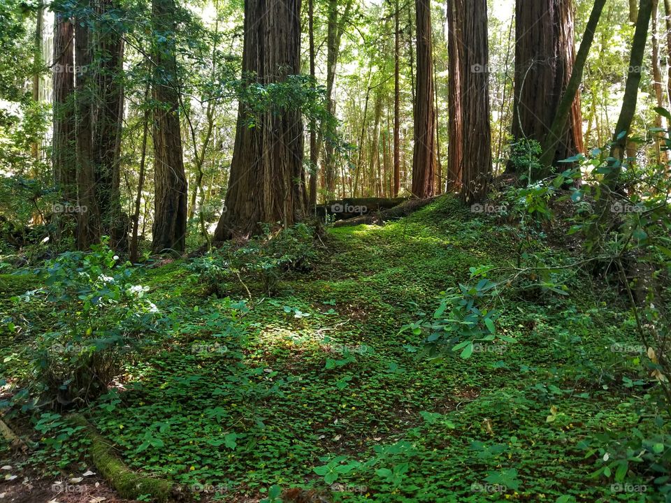 Hobbits Could Live Here