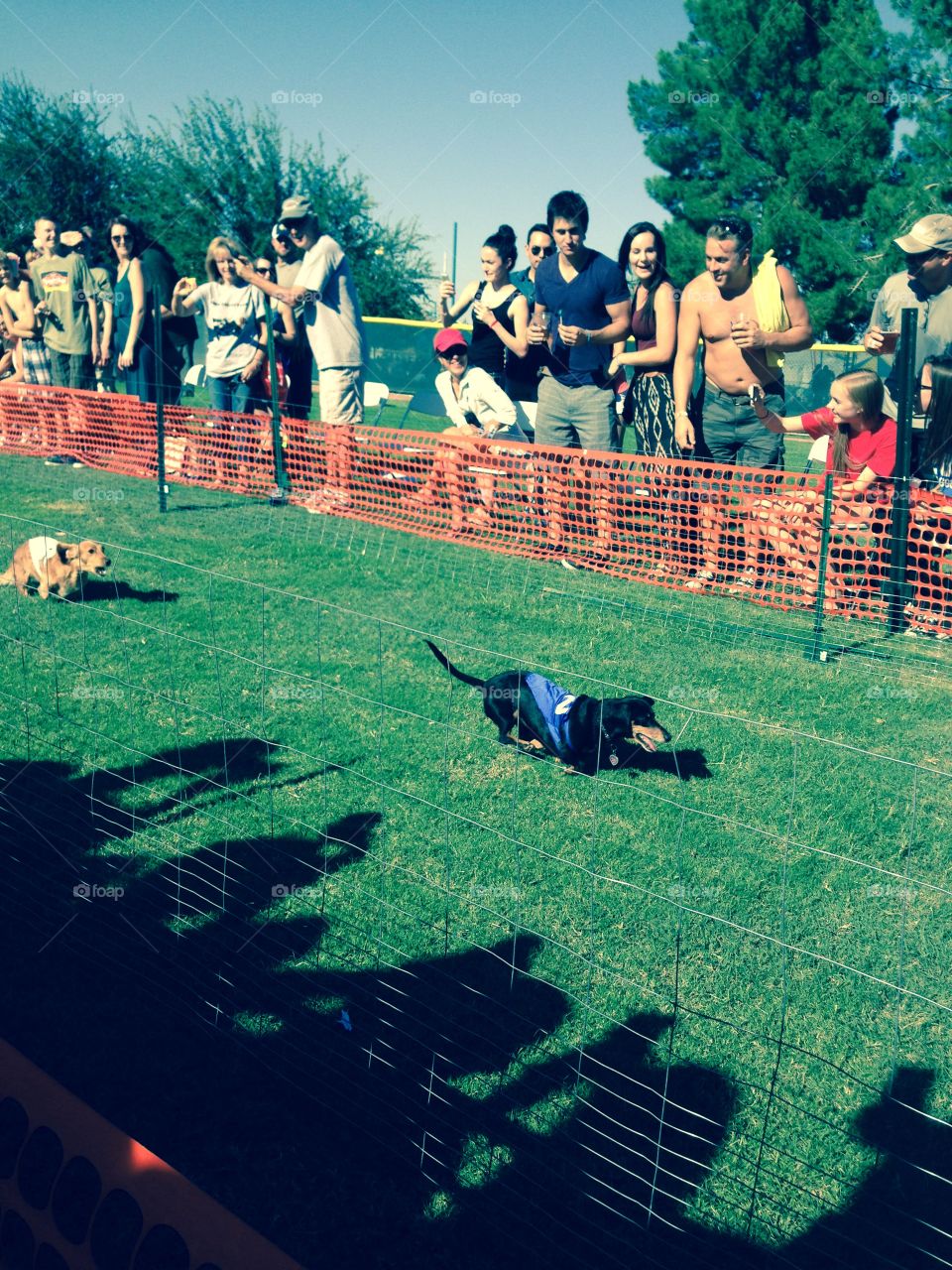 Wiener Dog Racing. Dachshund racing at Oktoberfest in Tempe, Arizona 
