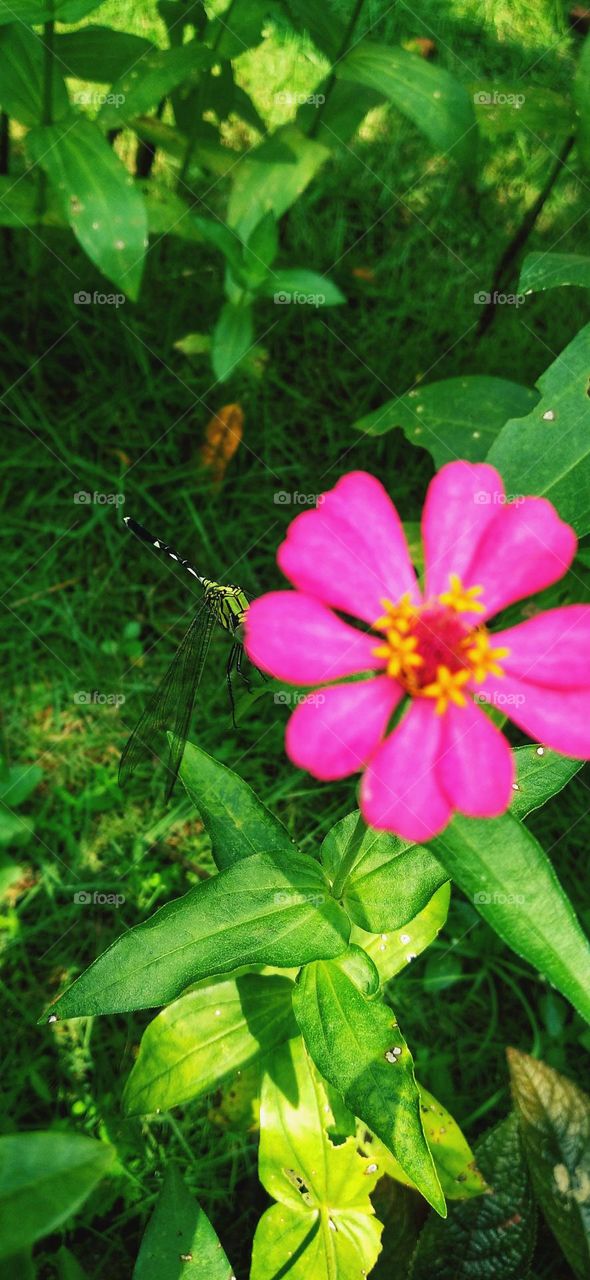 Behind a beautiful flower there is a dragonfly