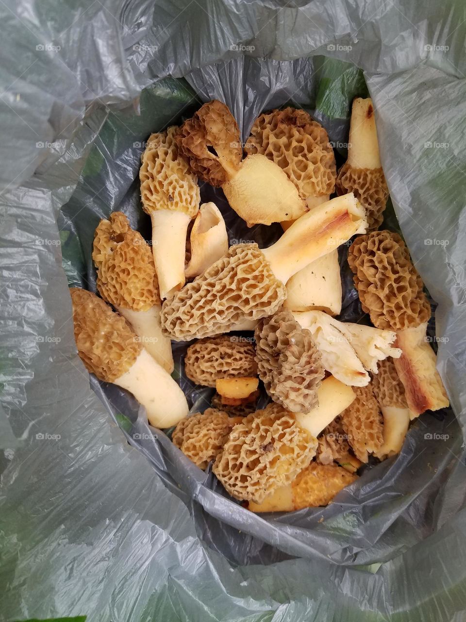 Morel mushrooms!!