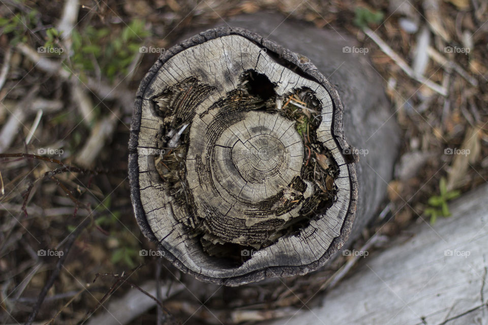 Stump