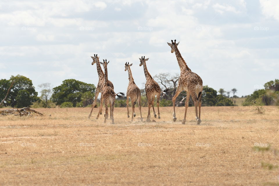 Such elegant creatures running in Selous Game Reserve. The biggest reserve in Tanzania where wildlife is still wild!