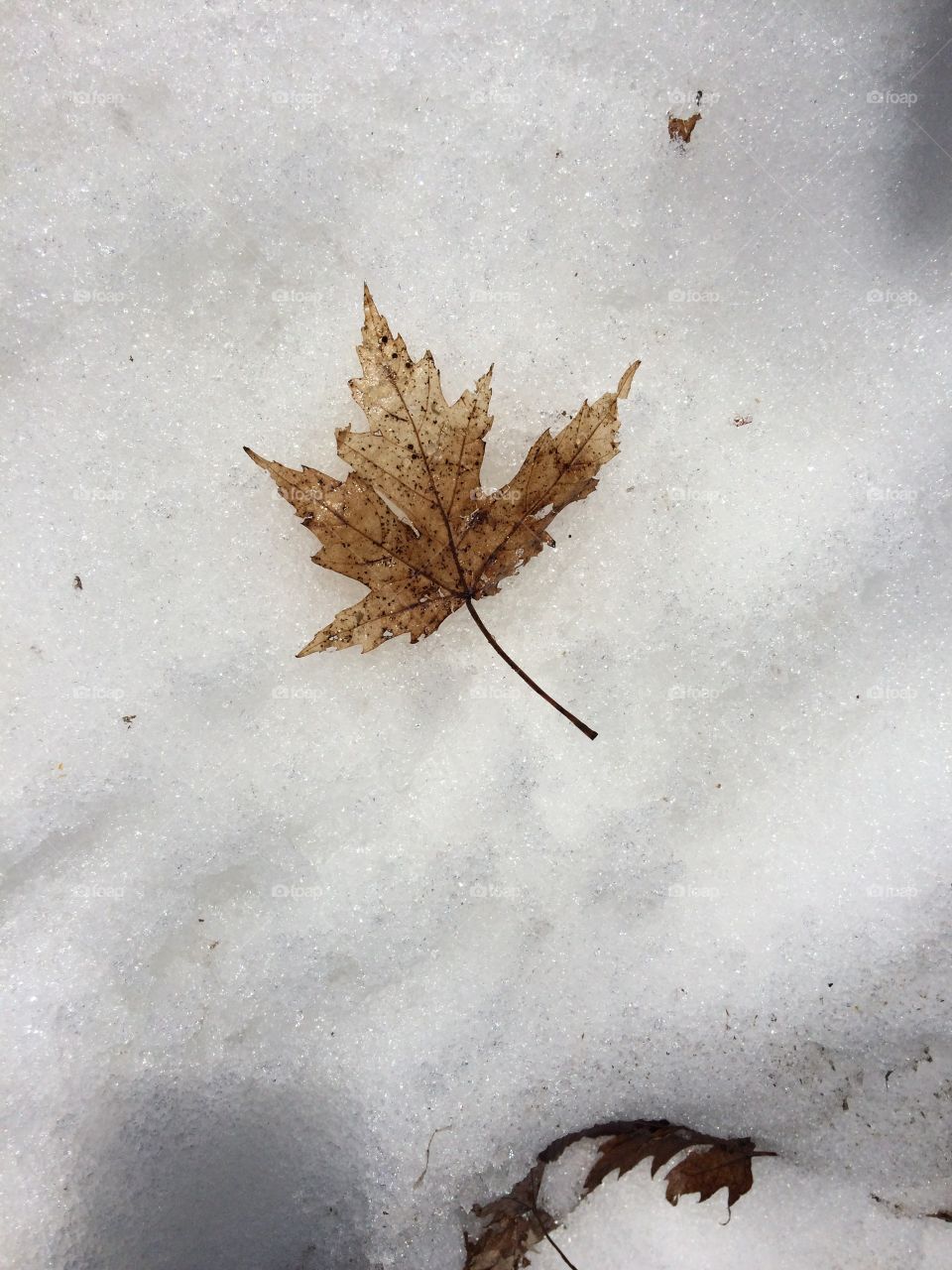 Icy Maple Leaf
