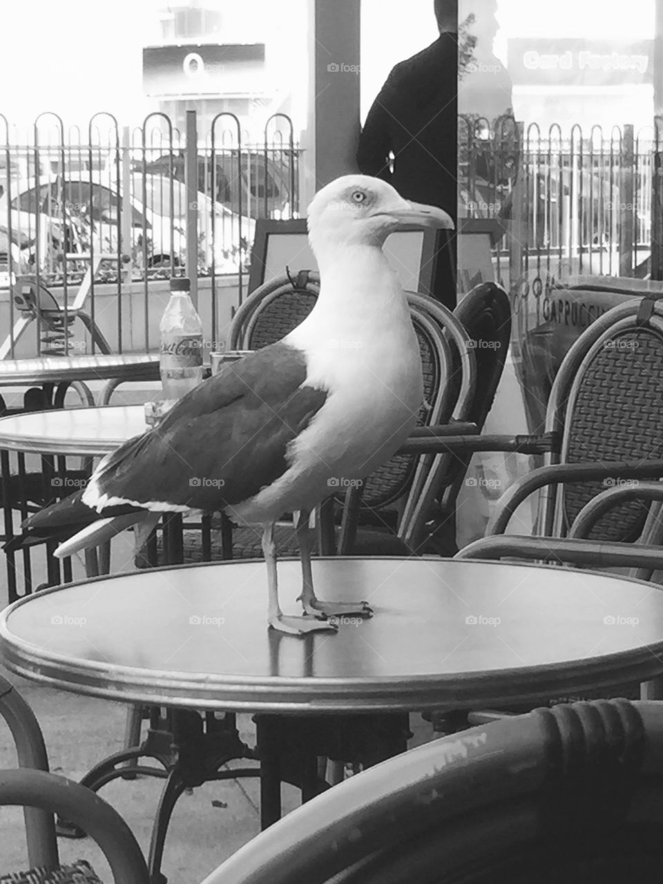 Seagull on table