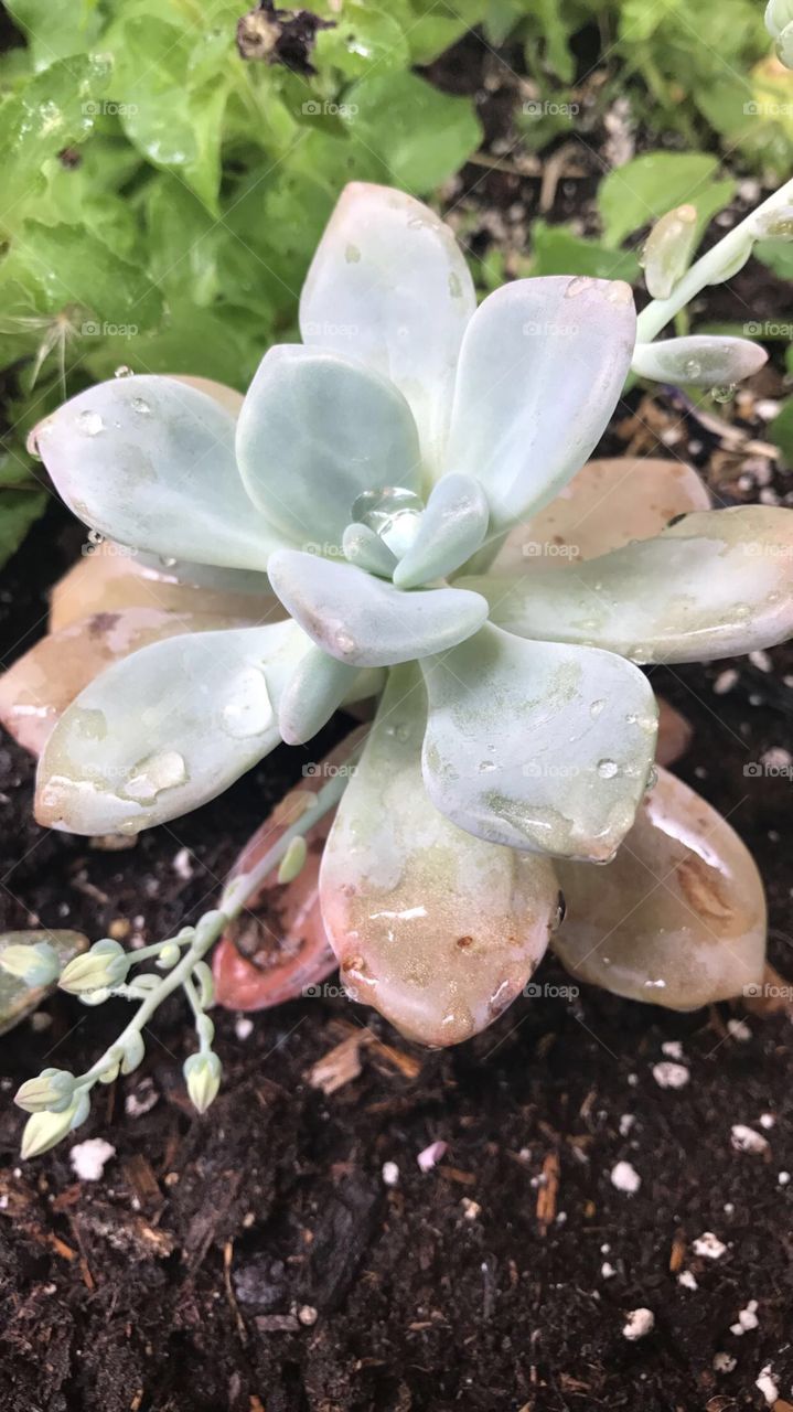 Rain on succulent 