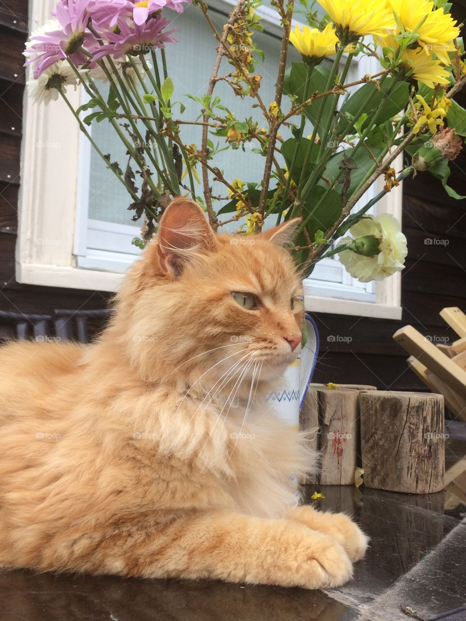Orange cat enjoying the outside weather 