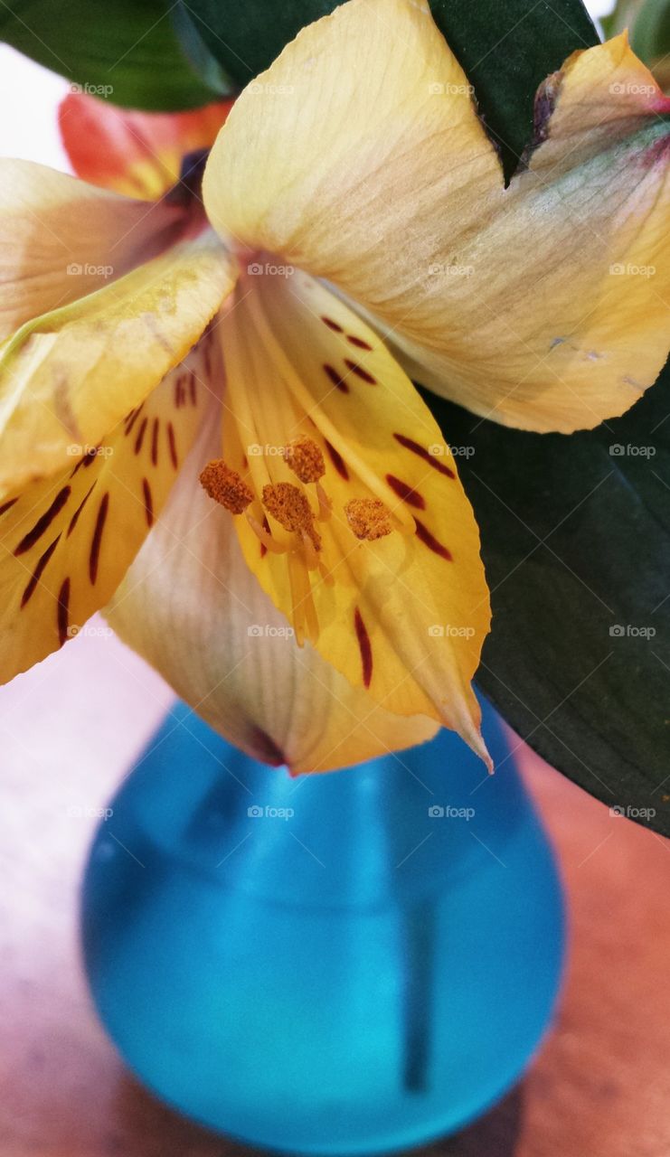 flower in blue vase