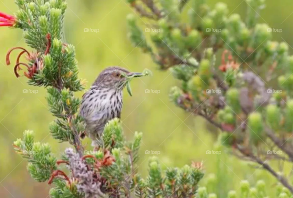 bird