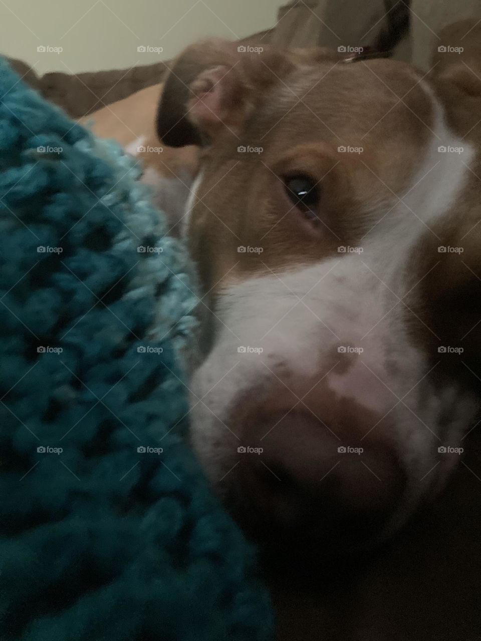 Beautiful dog on a blanket 