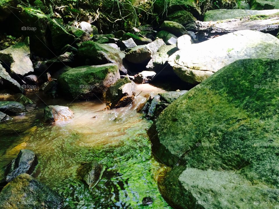 Water, Nature, Stream, No Person, Moss
