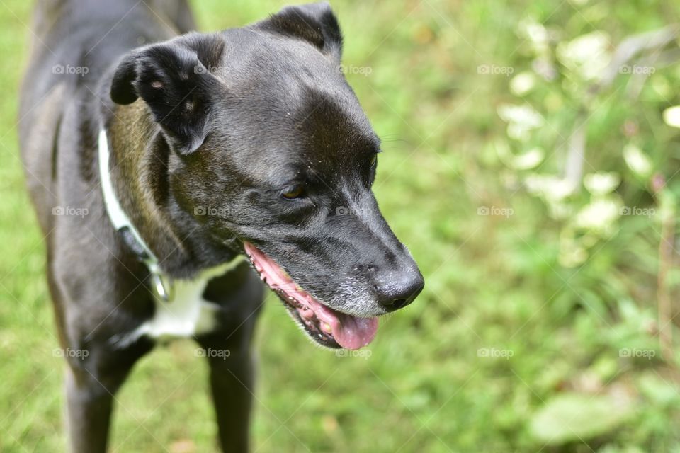Black Labrador on a green grass background 
