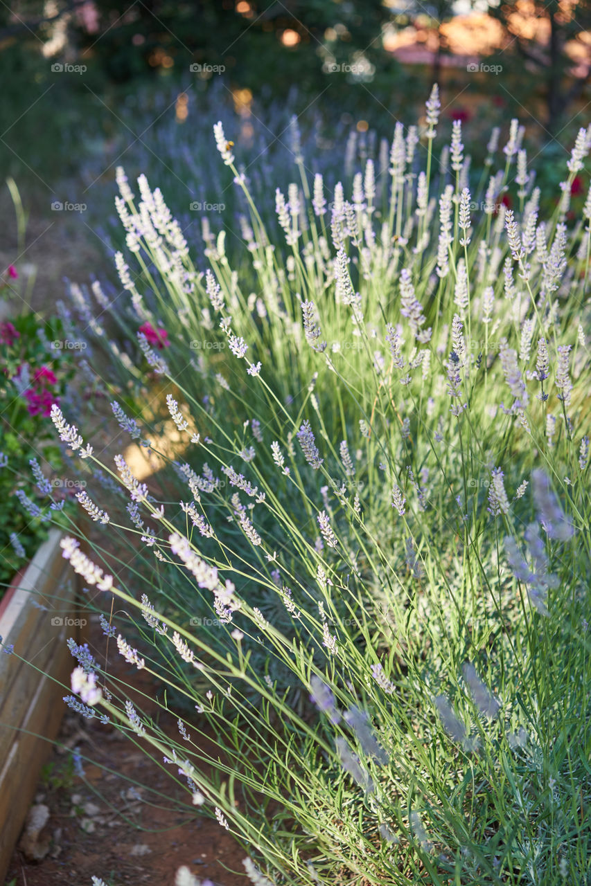 Lavender in the garden 