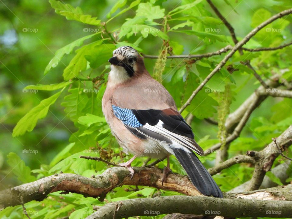 A Jay in a tree 