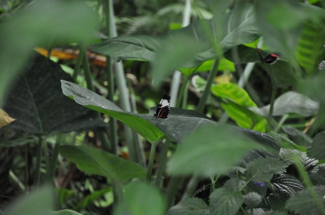 Butterflies Between Leaves.