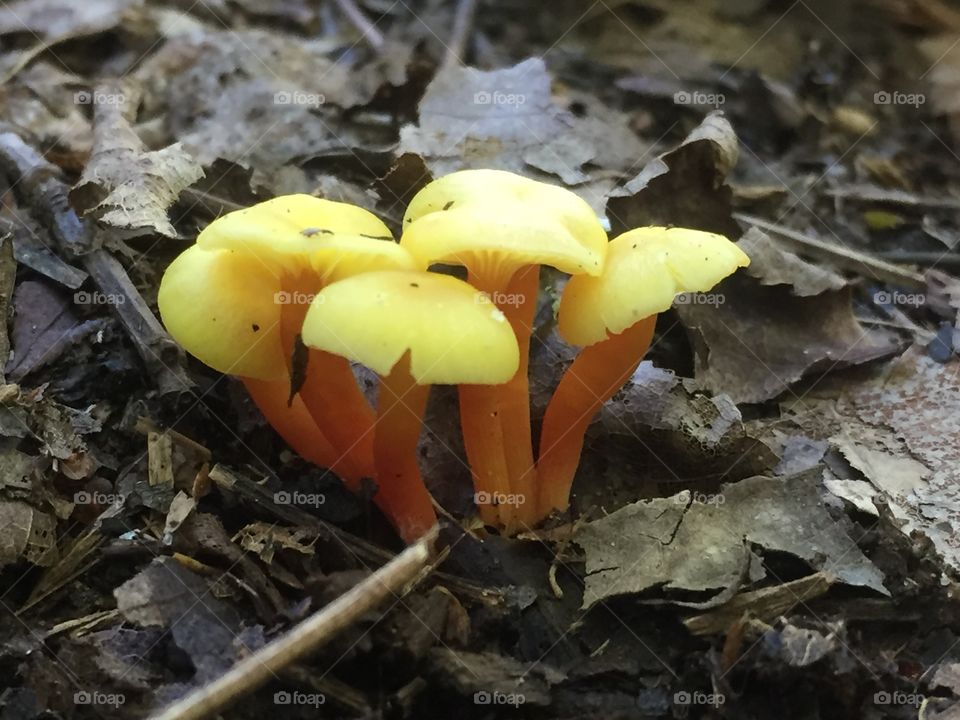 Orange mushroom cluster