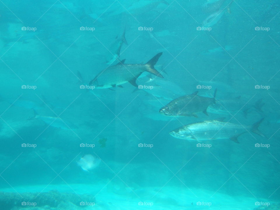 Tarpon Swimming in a school at Atlantis Bahamas