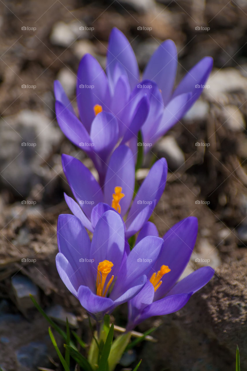 Chilean blue crocus