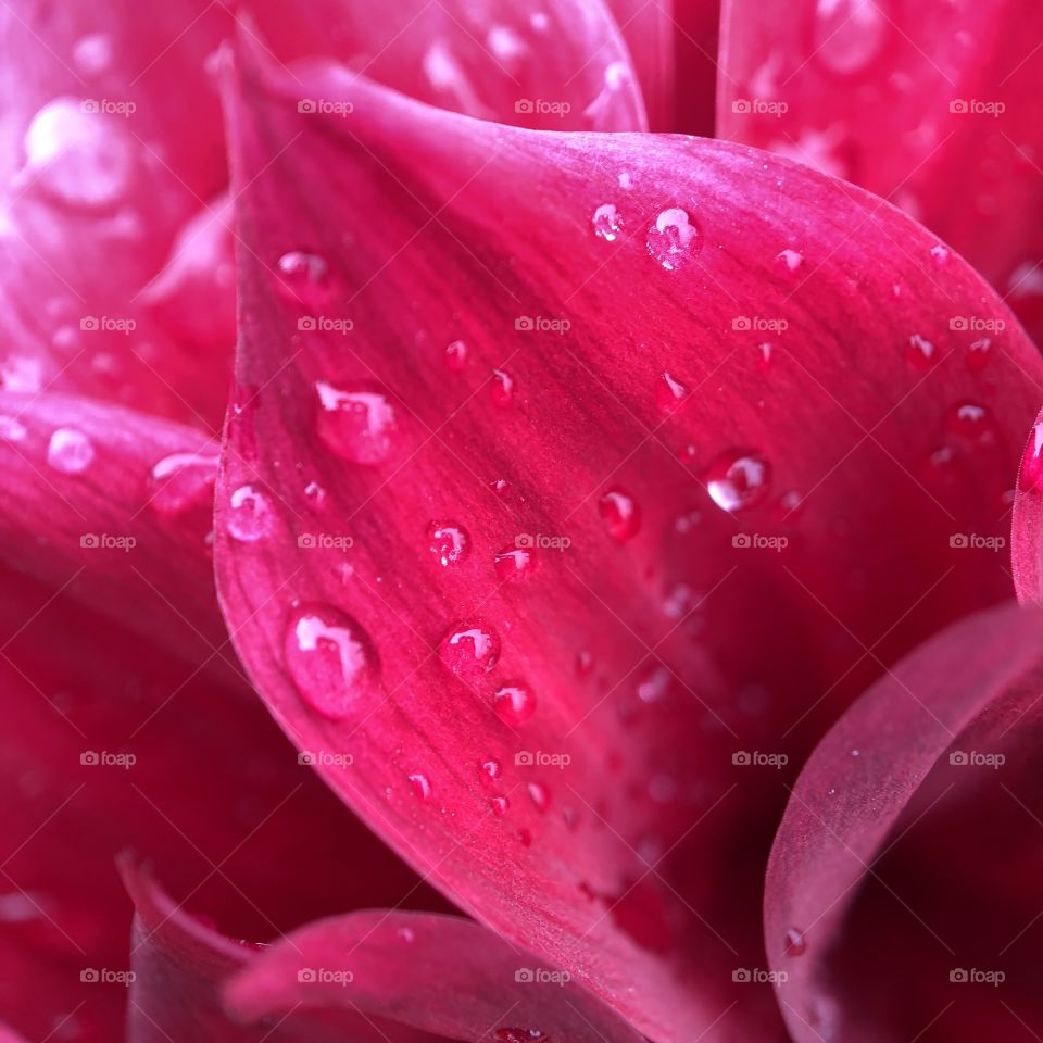 Rain drops on the petals