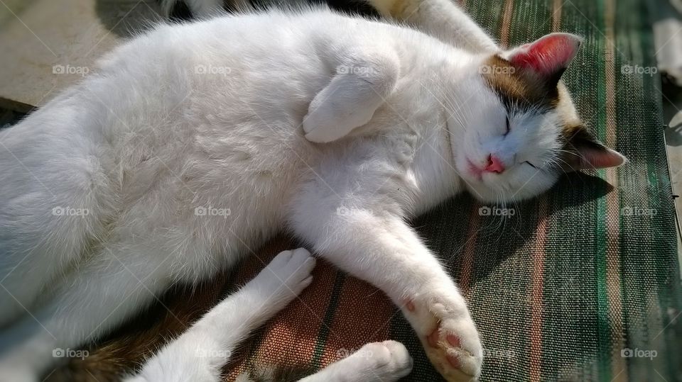 lazy white cat sunbathing
