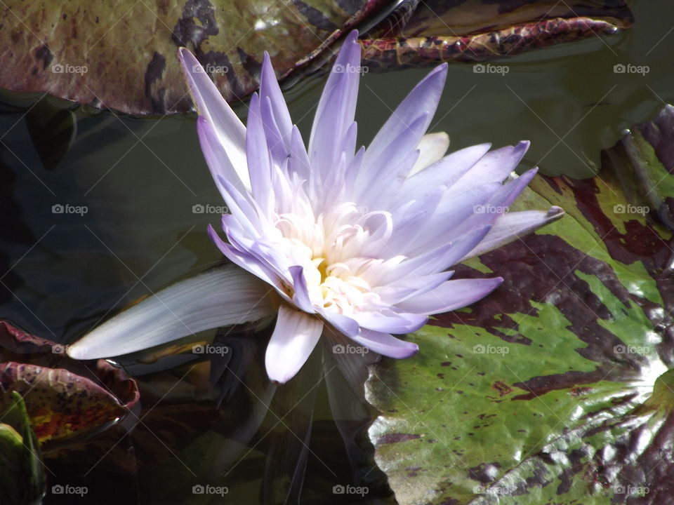 Beautiful Water Lilly Flower