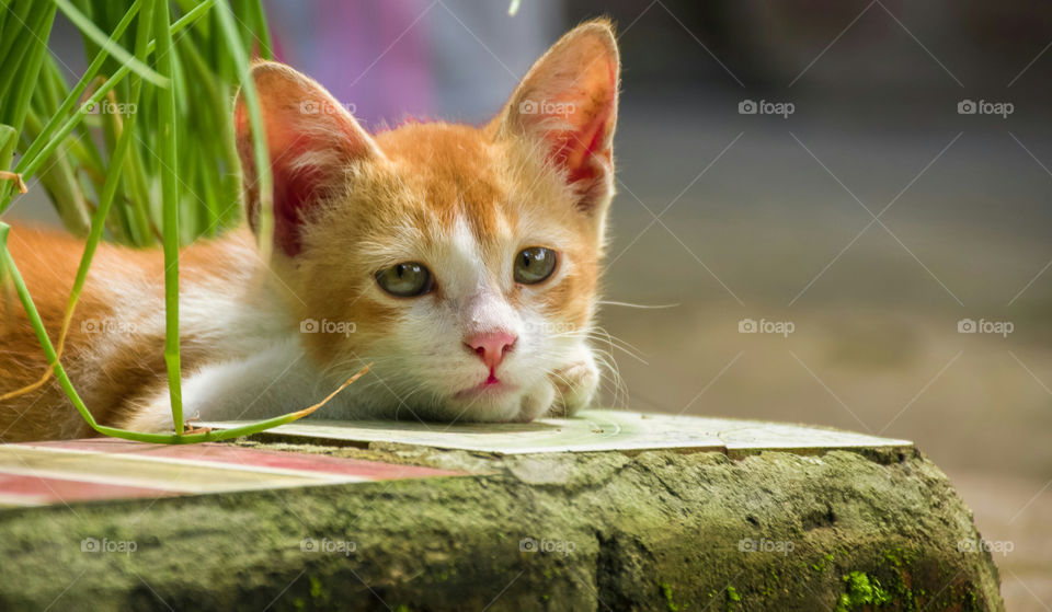 A little cute kitten with pink nose