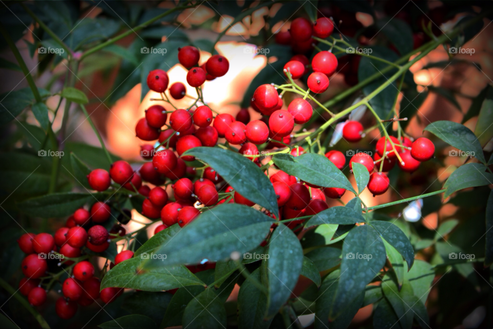 green red leaves seeds by stevehardley7