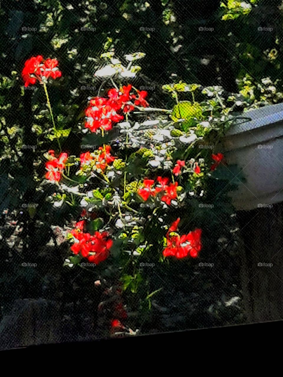 red geranium at sunset