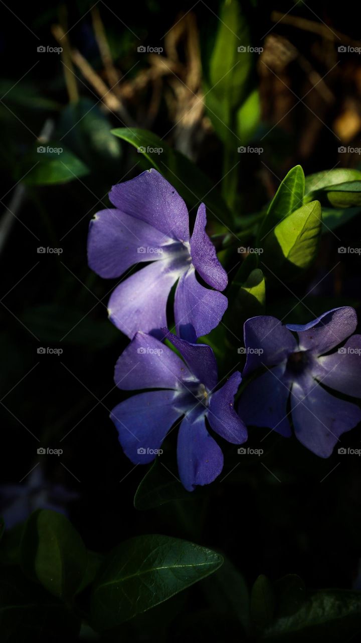 Beautiful spring flower