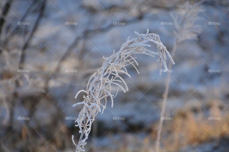 Winter in Skåne, Sweden