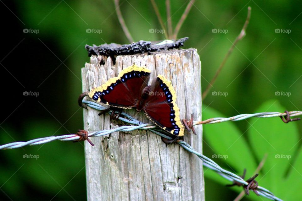Springtime butterfly
