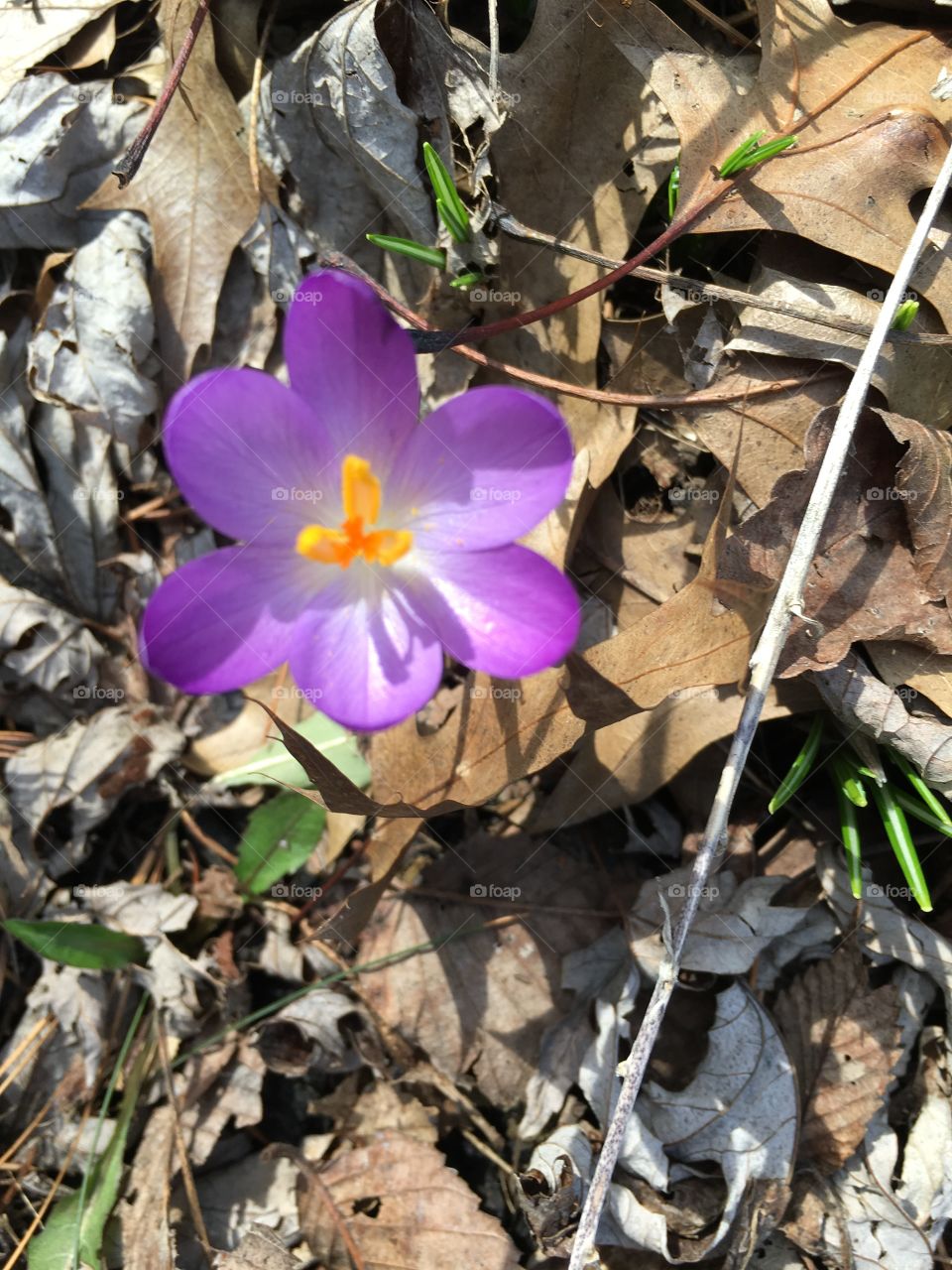 February blooming 