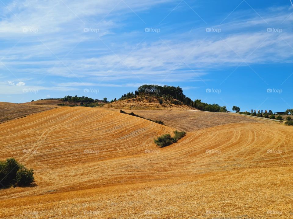 summer rural landscape of Lajatico in Tuscany