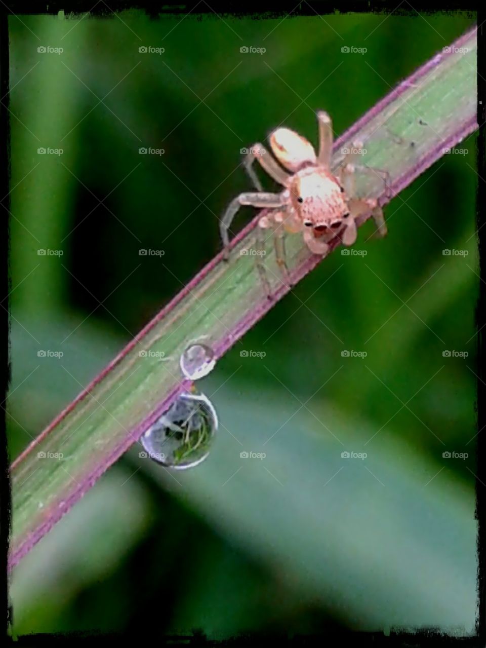 tiny spider on a leaf