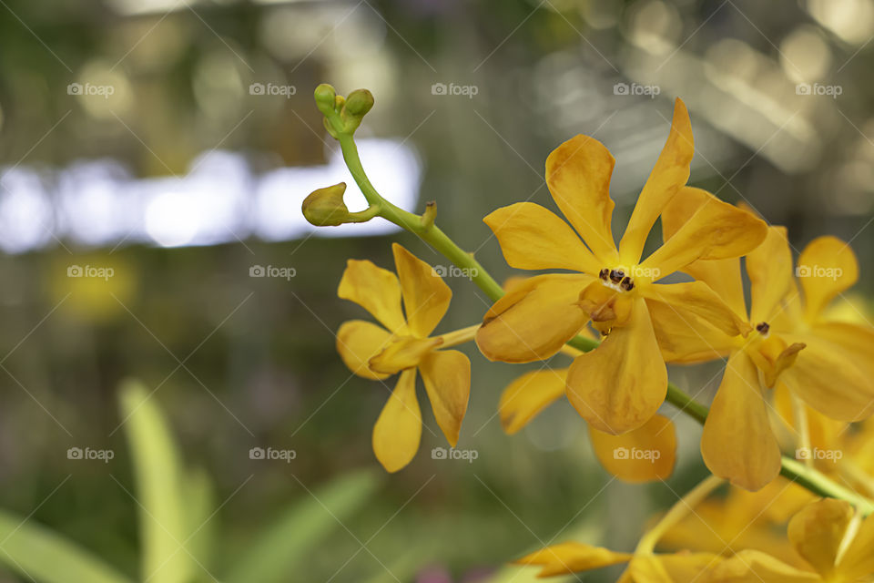 Beautiful Orange Orchid Background blurred leaves in the garden.