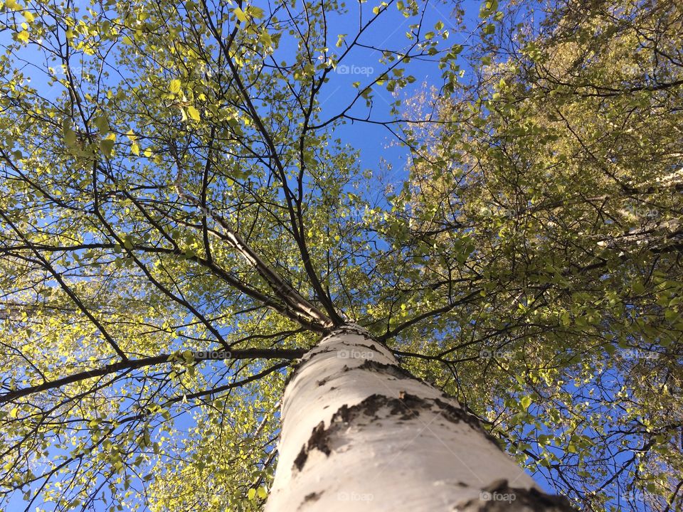 Birch 