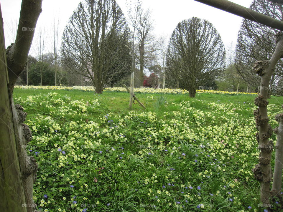 Landscape, Tree, Agriculture, Flora, Nature