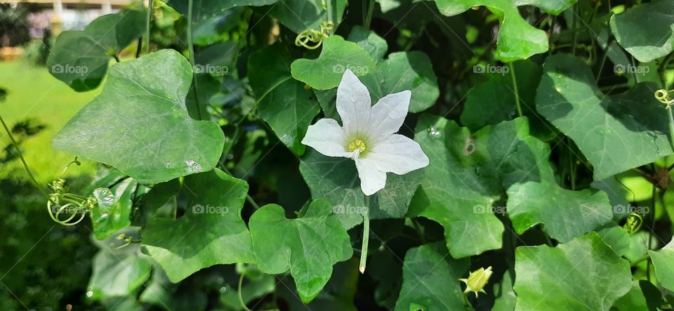 Beautiful Plant of white Flower #Foap #OriginalContent #NaturalPicture