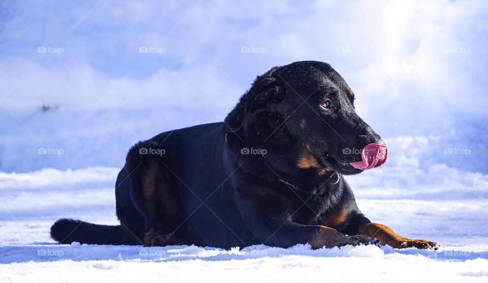 Dog is playing with a snow 