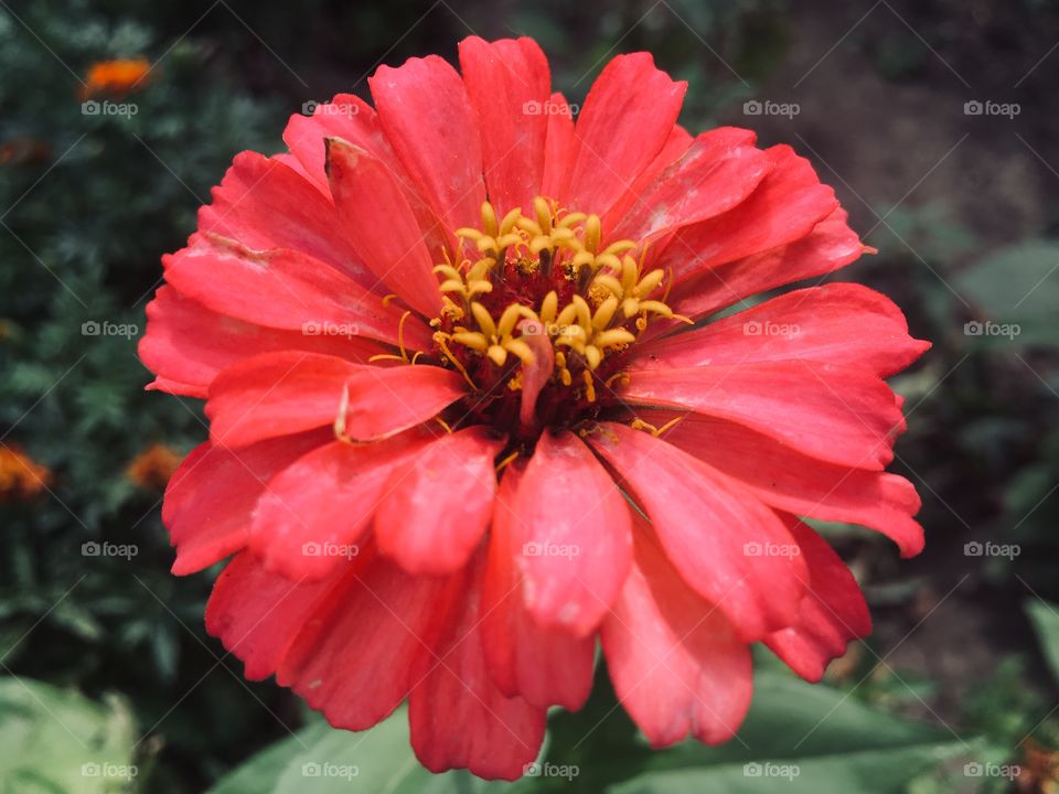 Сочность лета