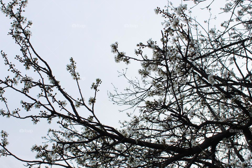 Blossoming branches,  harbingers of spring with a gray sky in the background.
